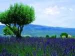 Mont Ventoux