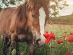 Cheval dans un Champ de Coquelicots