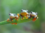 Friendly Frogs