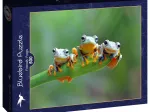 Friendly Frogs