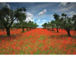 Champ de Coquelicots