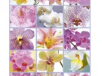 Collage d'Orchidées