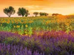 Champ de Tournesols et de Lavande