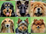 Collage de Chiens