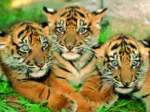 Petits Tigres