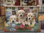 Puppies in the Luggage