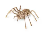 Puzzle 3D en Bois - Araignée