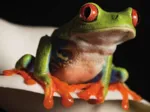 Red-Eyed Tree Frog Mini
