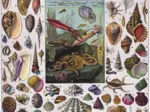 Vintage Images - Mollusks