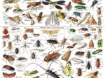 Vintage Images - Insects