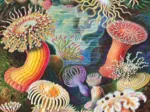Vintage Images - Sea Anemones