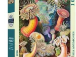 Vintage Images - Sea Anemones