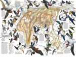 Eastern Bird Migration