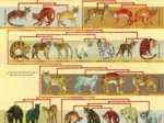 Pièces XXL - Feline Family Tree