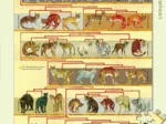 Pièces XXL - Feline Family Tree