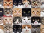 Collage de Chats