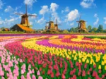 Les Moulins Parmis les Tulipes