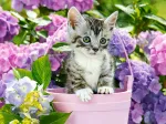 Chaton dans le Pot