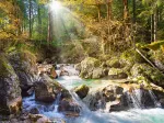 Le Ruisseau de la Forêt