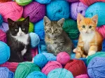 Chatons
