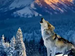 Loup de Yellowstone