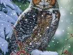Hibou Silencieux