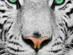 Tigre de Sibérie