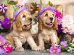 Chiots aux Chapeaux de Fleurs