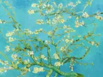 Vincent Van Gogh : Fleur d'amandier