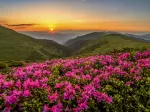 Crépuscule Rose