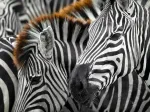 Zèbres