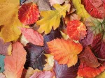 Colorful Leaves