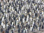 King Penguin Colony