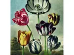Tulipes Tulipes