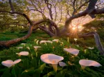 Marc Adamus - Calla Clearing
