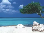 Alexander von Humboldt : Arbre de Divi Divi