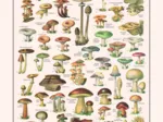 Puzzle Champignons