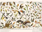Puzzle Oiseaux