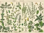 Vintage Nature - Plantes