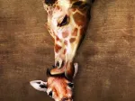 La maman girafe et son girafon