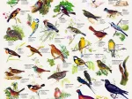 Affiche sur les Oiseaux