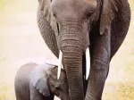 L'éléphant et l'éléphanteau