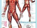 Système musculaire