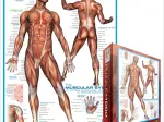 Système musculaire