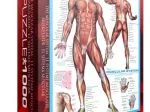 Système musculaire