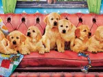 Labradors en Mode Détente