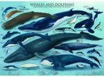 Dauphins et Baleines