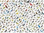 Le Monde des Oiseaux, par David Sibley