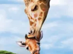 Save the Planet - Giraffe