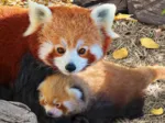 Save the Planet - Red Pandas